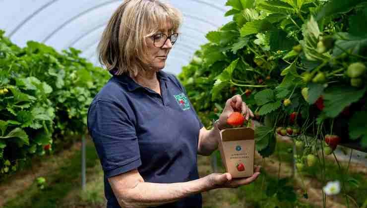 mujer con box de fresas de wimbledon