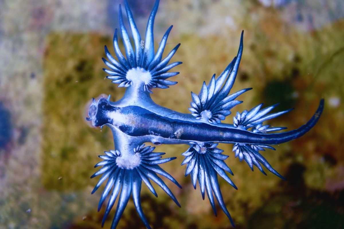 dragón azul