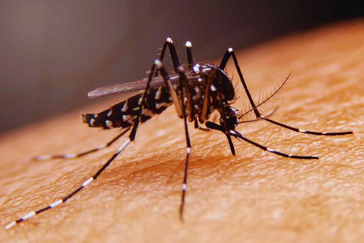 La revolución láser que fulmina mosquitos: fin de la batalla más molesta