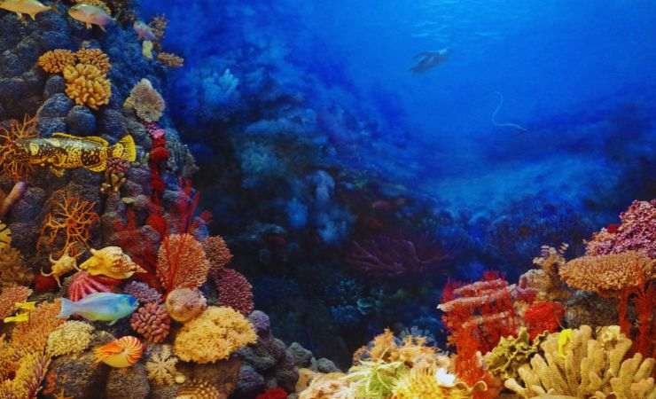 ecosistema marino 