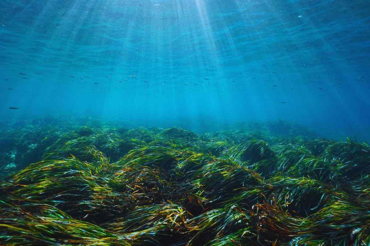 ecosistema marino 
